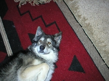 Drako