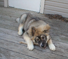Drako 4 1/2 mos