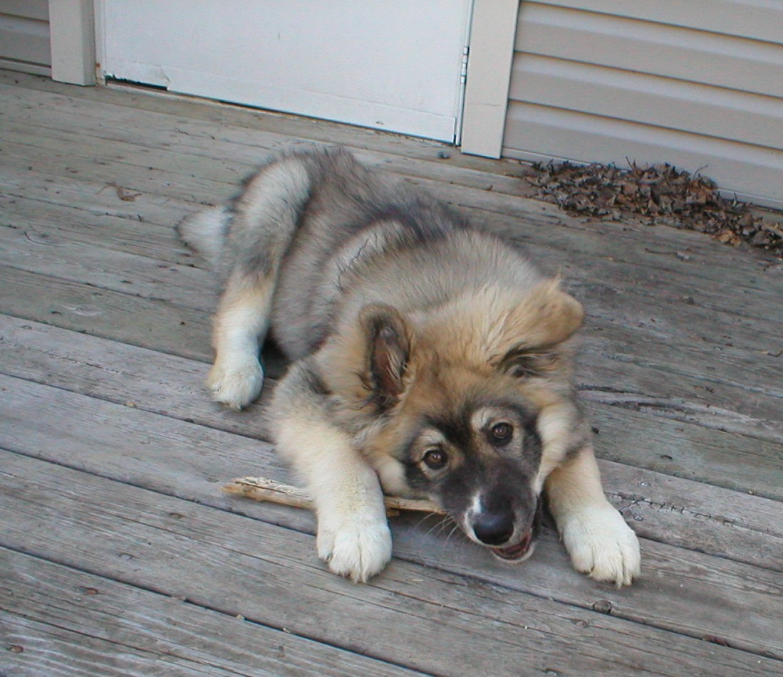 Drako 4 1/2 mos