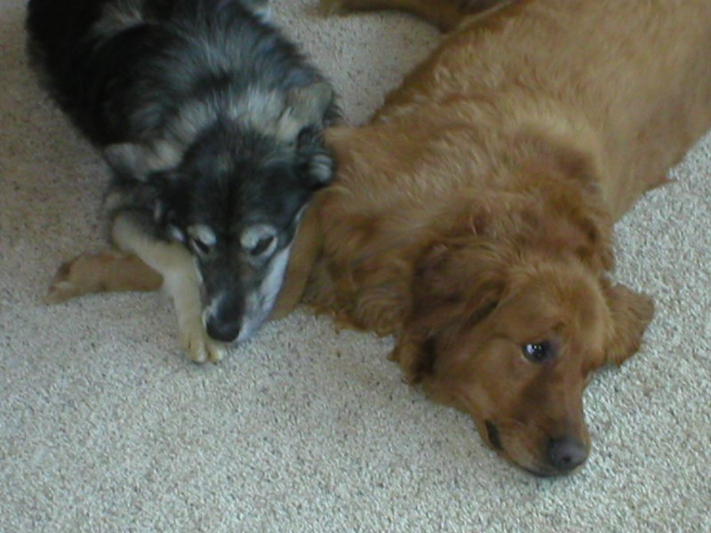 Nap Time - Drako & Kody