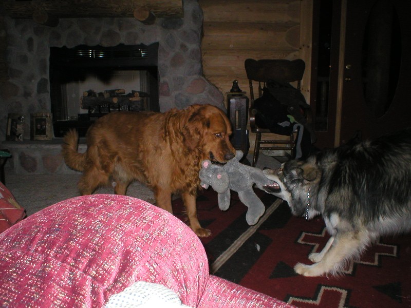 Drako & Kody playing tug o war