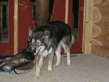 Drako - WolfDog