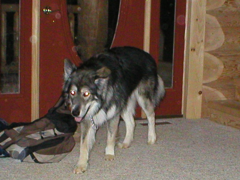 Drako - WolfDog