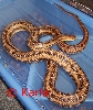 Pantherophis alleghaniensis