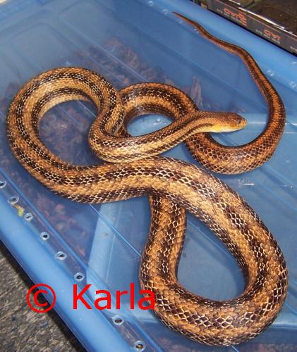 Pantherophis alleghaniensis