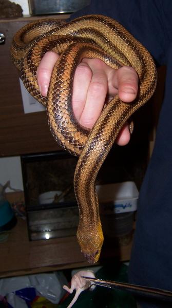 yellow female feeding