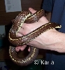 L. g. californiae