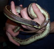 californiae female