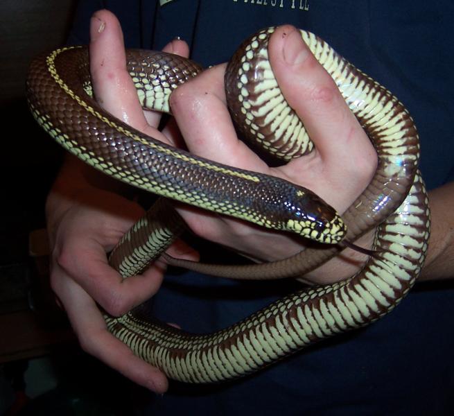 californiae female