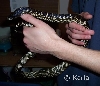 L. g. splendida