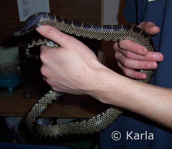 L. g. splendida