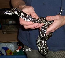 L. g. holbrooki