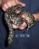 L. g. holbrooki