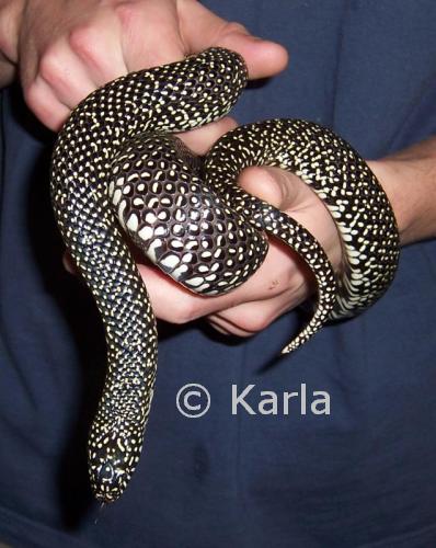 L. g. holbrooki