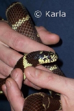 L. g. californiae