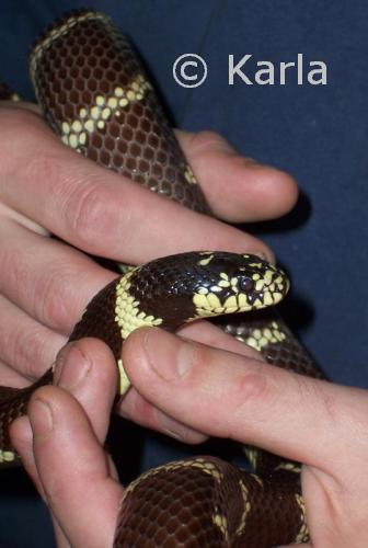 L. g. californiae