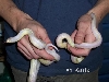 L. g. californiae