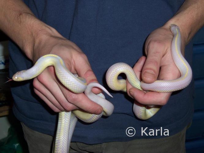 L. g. californiae