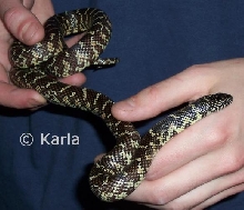 L. g. floridiana