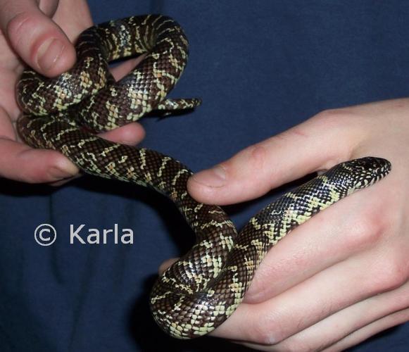 L. g. floridiana