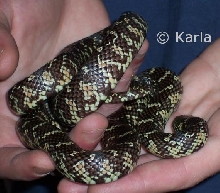 L. g. floridiana