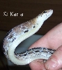 Coelognathus radiatus
