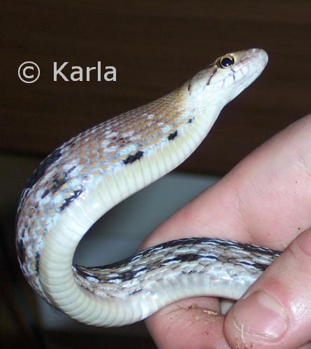 Coelognathus radiatus