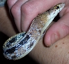 radiatus