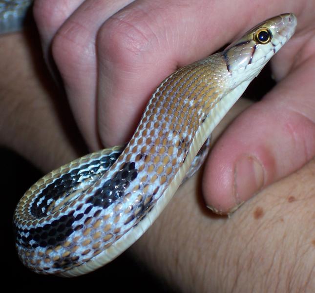 radiatus