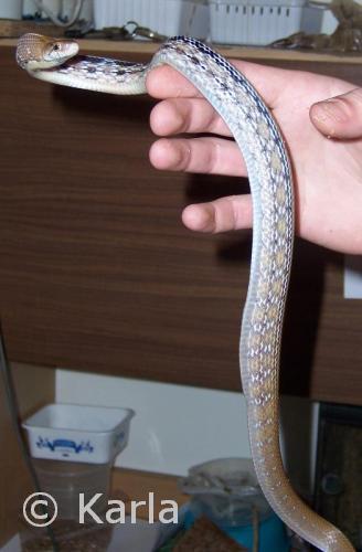 Coelognathus radiatus 2