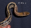 Coelognathus radiatus 3