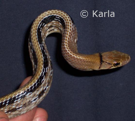 Coelognathus radiatus 3