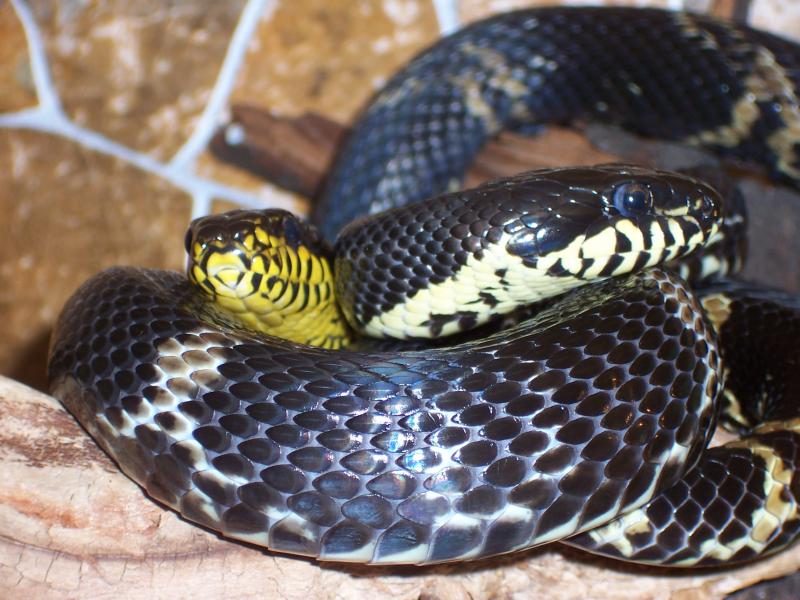E. schrencki