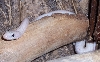 leucistic texas rat
