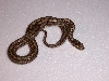 Elaphe bimaculata