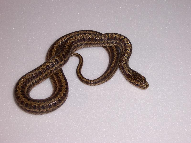 Elaphe bimaculata