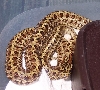 Elaphe bimaculata 2