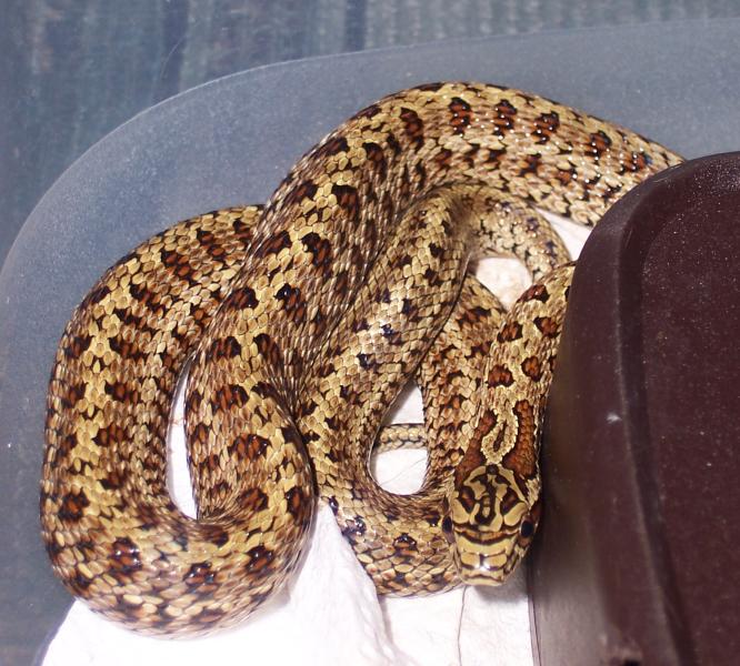 Elaphe bimaculata 2