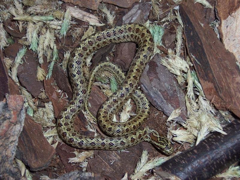 bimaculata female2