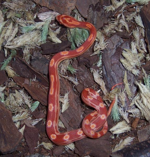 sunglow motley
