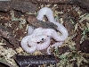 leucistic texas