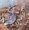 radiata