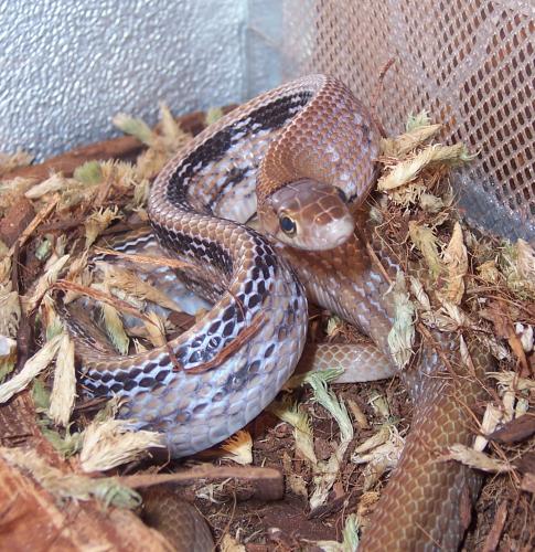 radiata