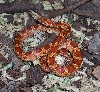 dbl het motley blood