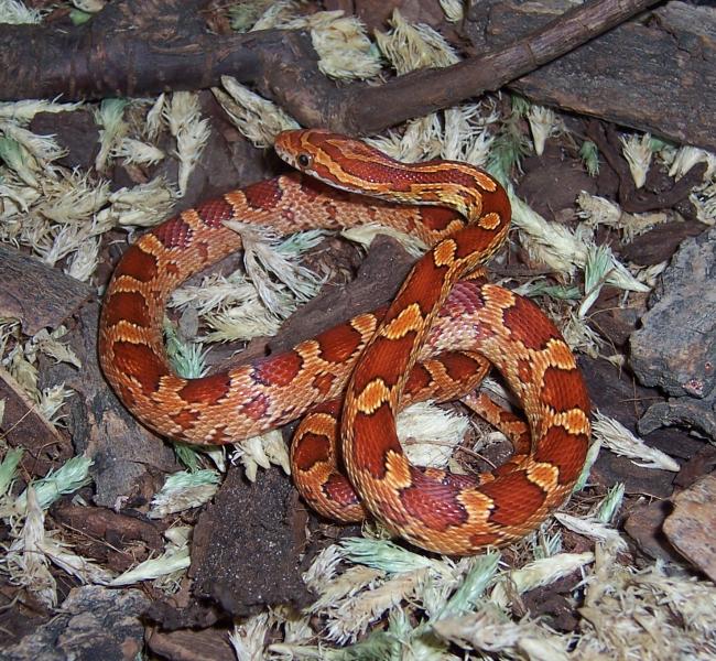 dbl het motley blood