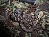 yellow ratsnakes