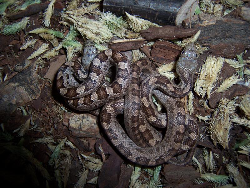yellow ratsnakes