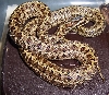 bimaculata