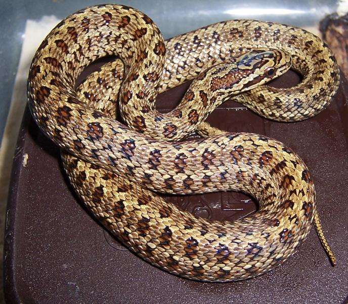 bimaculata