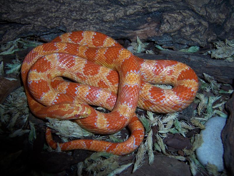 amel male, sub-adult